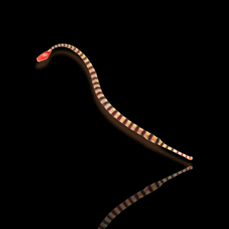 Doryrhampus Dactylophorus - Banded Pipefish