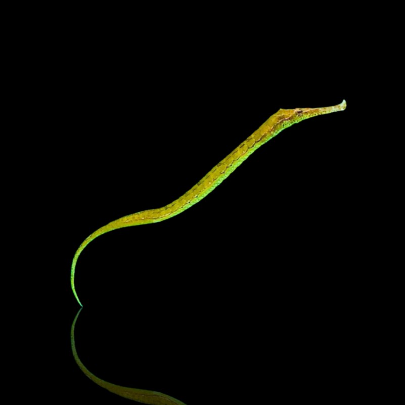 Syngnathoides biaculeatus - Crocodile Pipefish