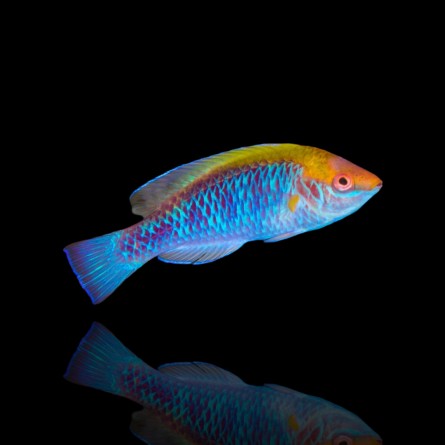 Cirrhilabrus Lubbocki - Lubbock's wrasse (M)