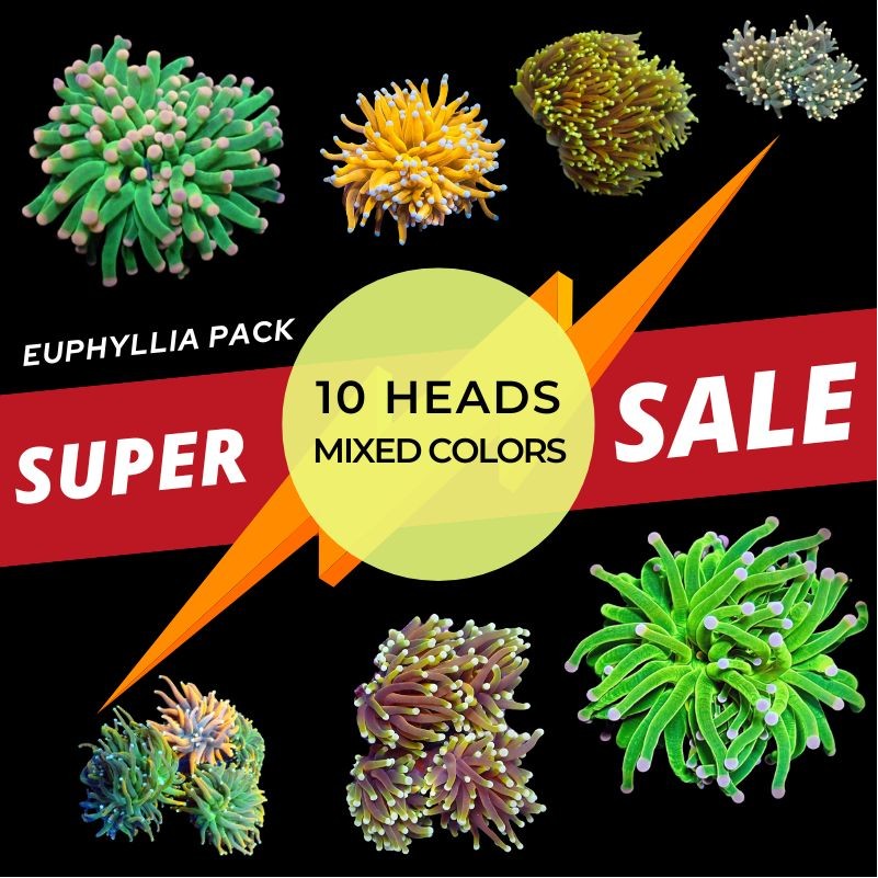 Euphyllia Pack 10 Pieces ( 1 head) mixed colors