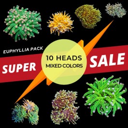 Euphyllia Pack 10 Pieces ( 1 head) mixed colors