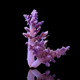 Lithophyton Arboreum