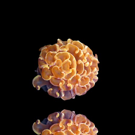 Euphyllia Paraancora Ultra Orange