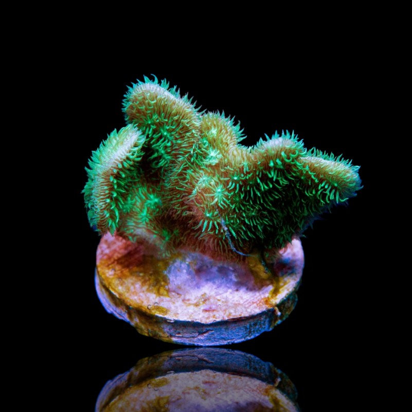Pavona sp. Australie S-size (frag) Pavona sp. Australie S-size (frag)