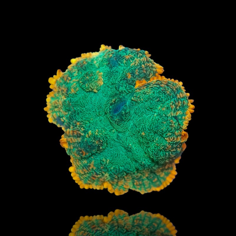 Rhodactis Green - Orange Rim Rhodactis Green - Orange Rim