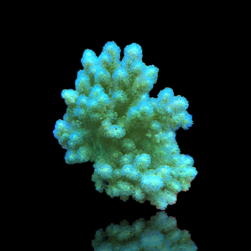 Sinularia Polydactyle Sinularia Polydactyle