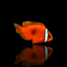 Amphiprion Frenatus