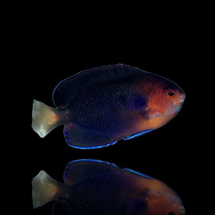 Centropyge Flavicauda
