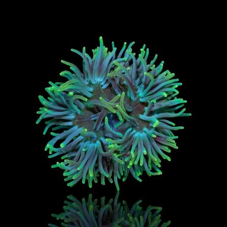 Macrodactyla Doreensis Green