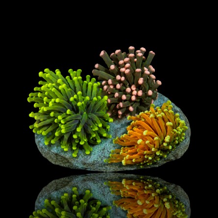 Euphyllia Glabrescens Mix Garden 3 heads
