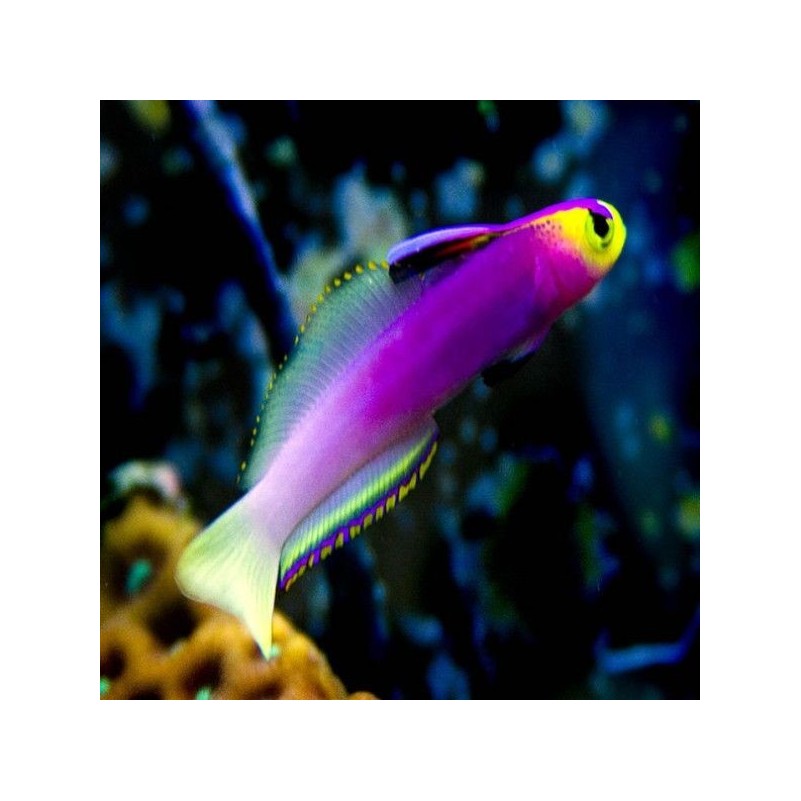 Nemateleotris Helfrichi - Firefish