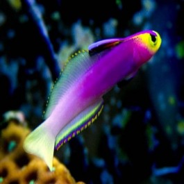 Nemateleotris Helfrichi - Firefish