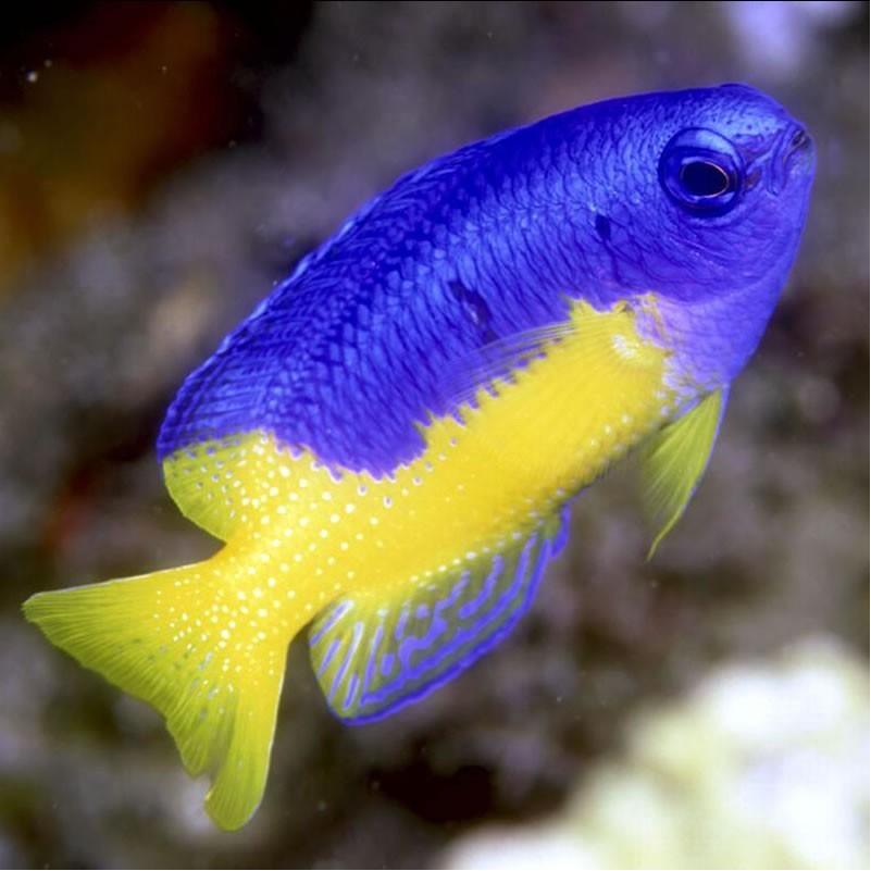 Аквариумная рыбка на букву т. Хризиптера желтобрюхая (желто-голубая). Помацентрус желтобрюхий. Помацентрус синий желтобрюхий. Помацентровые рыбы аквариумные.