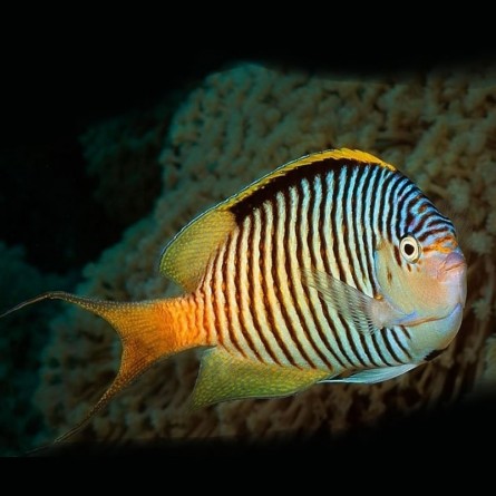 Genicanthus Caudovittatus - Zebra Angelfish