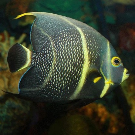 Pomacanthus Paru - French Angelfish