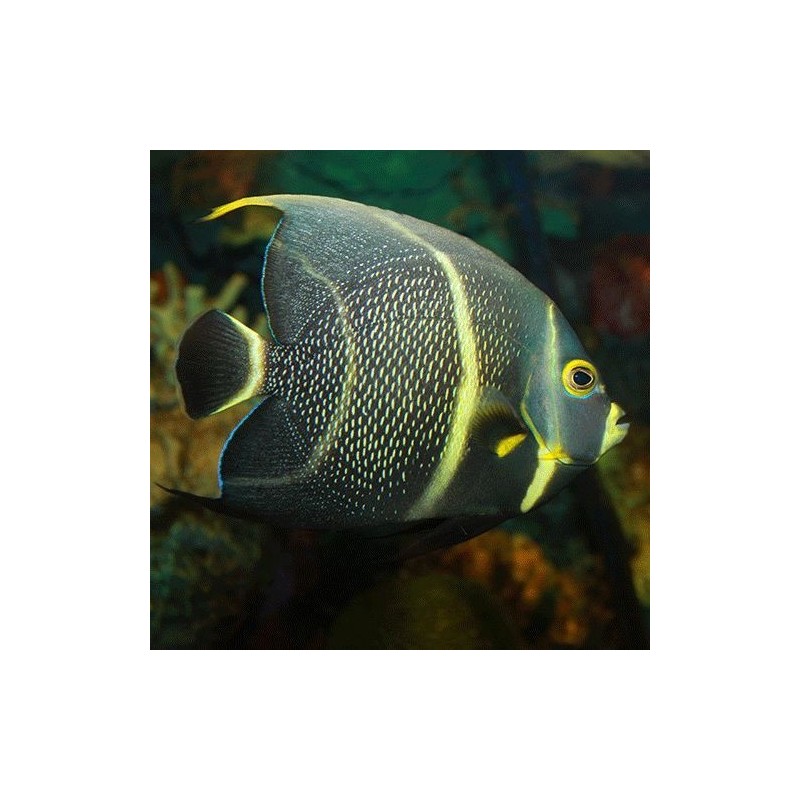 Pomacanthus Paru - French Angelfish