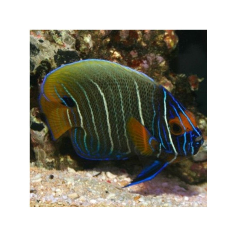 Pomacanthus Xanthometopon - Blueface Angelfish