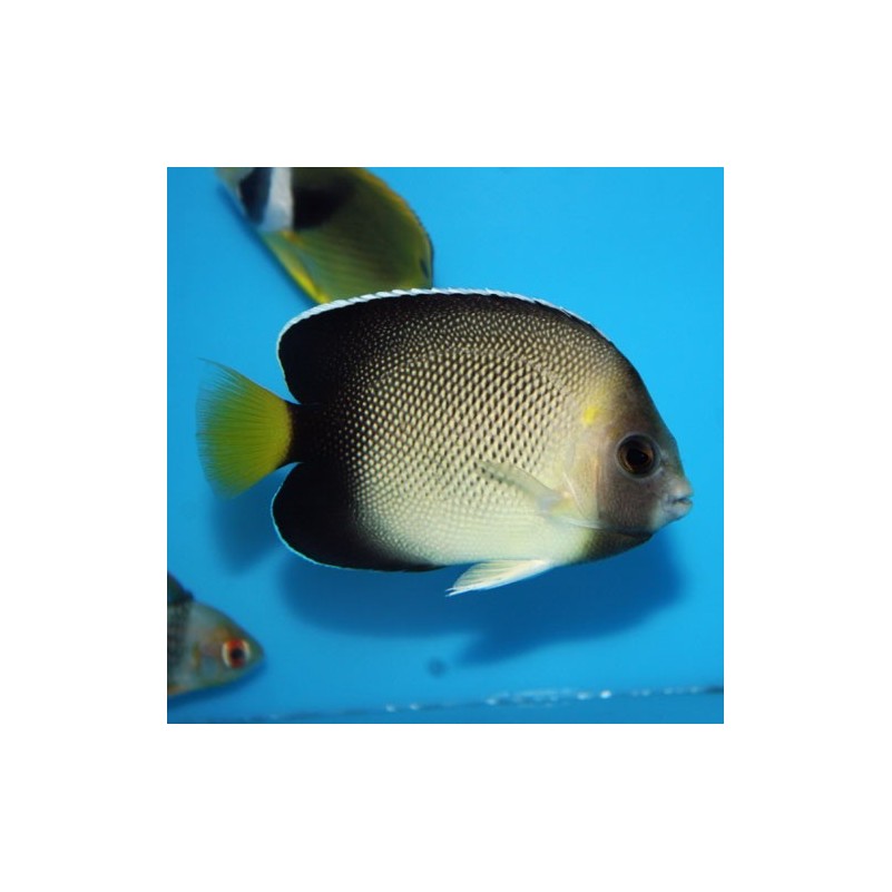Apolemichthys Xanthurus - Indian Yellowtail Angelfish