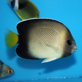 Apolemichthys Xanthurus - Indian Yellowtail Angelfish