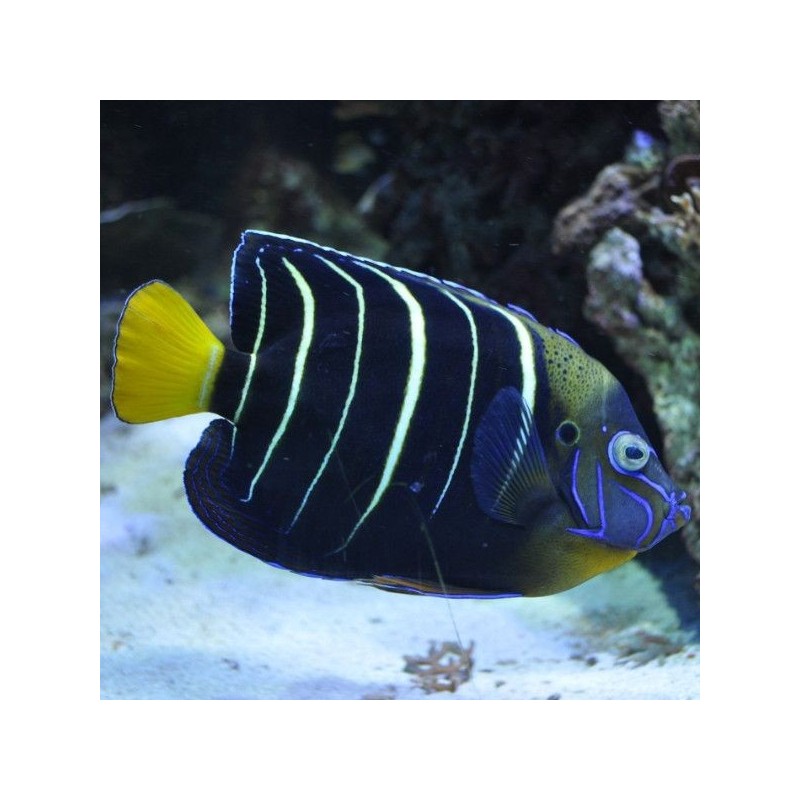 Pomacanthus Chrysurus - Goldtail Angelfish