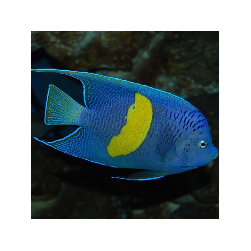 Pomacanthus Maculosus - Blue Moon Angelfish