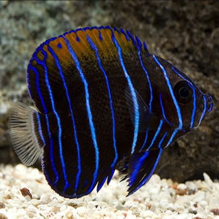 Pomacanthus Navarchus - Blue Girdled Angelfish
