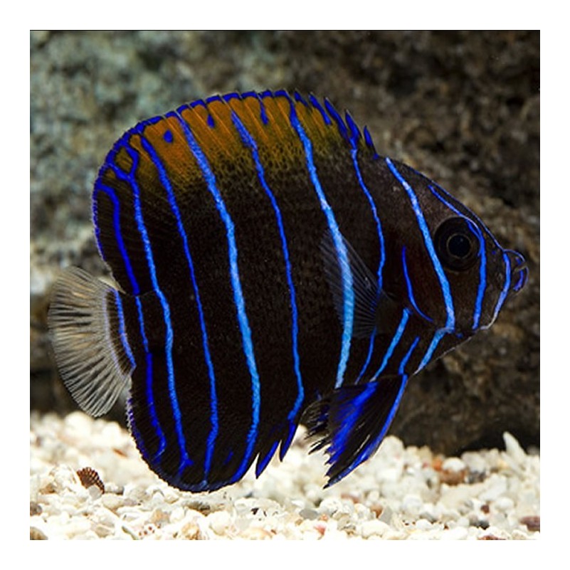 Pomacanthus Navarchus - Blue Girdled Angelfish