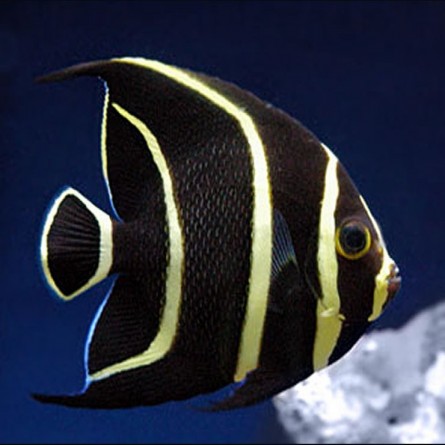 Pomacanthus Paru - French Angelfish