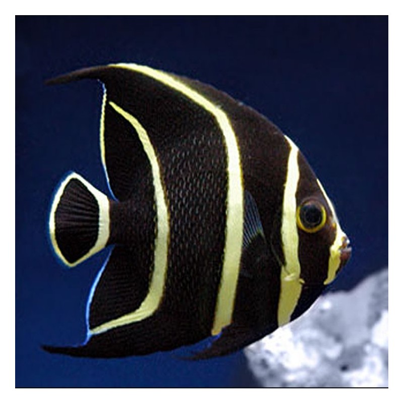 Pomacanthus Paru - French Angelfish